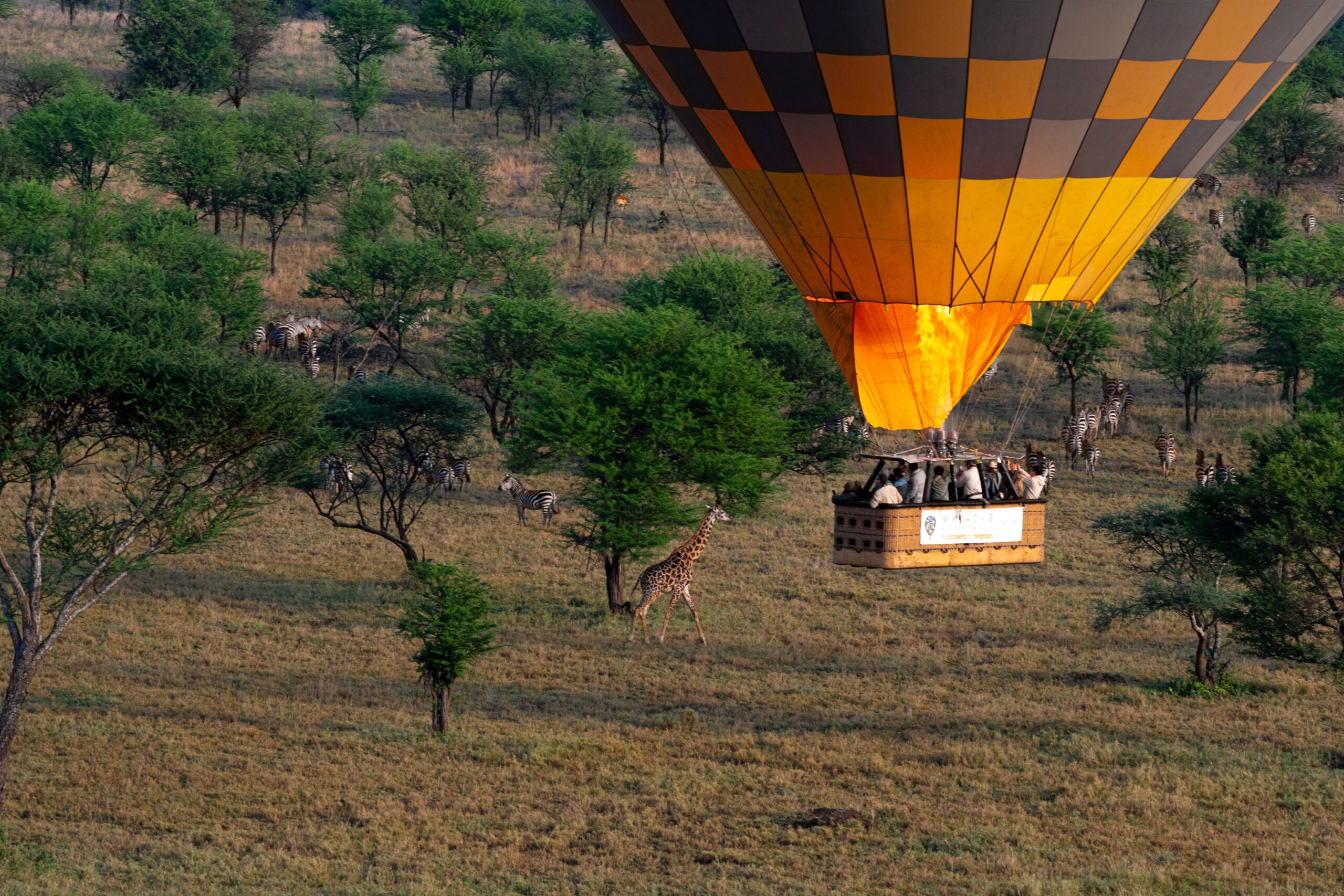 Balloon Safari